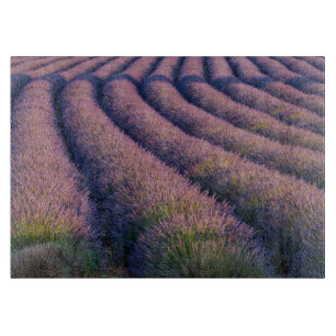 Reihen von Lavendel in der Provence Schneidebrett
