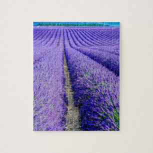 Reihen von Lavendel, Provence, Frankreich