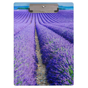 Reihen von Lavendel, Provence, Frankreich Klemmbrett