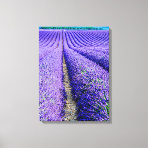 Reihen von Lavendel, Provence, Frankreich Leinwanddruck