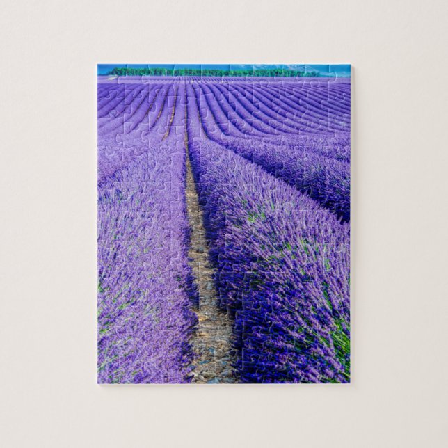 Reihen von Lavender, Provence, Frankreich (Vertikal)