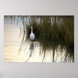 Reiher im Wasser Poster