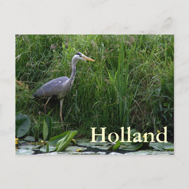Reiher Postkarte (Vorderseite)