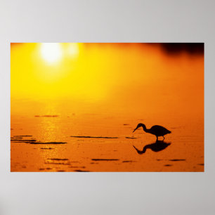 Reihersilhouette bei Sonnenuntergang, Florida Poster