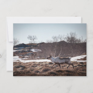 Reindeer Carte photo de la nature