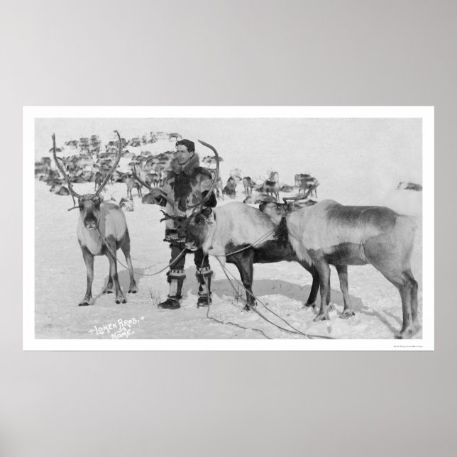 Reindeer Herd Alaska 1909 Poster (Vorne)