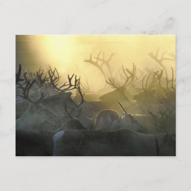Reindeer Herd Postkarte (Vorderseite)