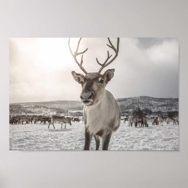 Reindeer Nature Photo Poster (Vorne)