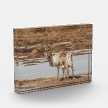 Reindeer Norwegen