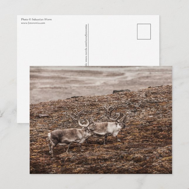 Reindeer Wildlife Foto Postkarte (Vorne/Hinten)