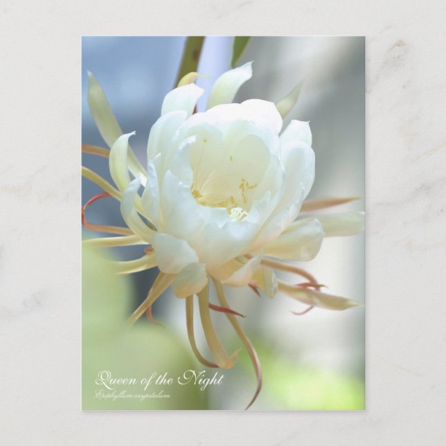 Reine de la nuit : Carte postale (Devant)