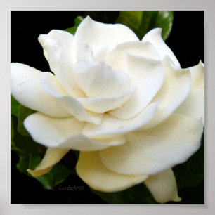 Reiner weißer Gardenia 2 Poster