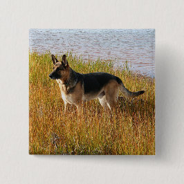 Reines gezüchtetes Schäferhund-Foto auf Knopf Button