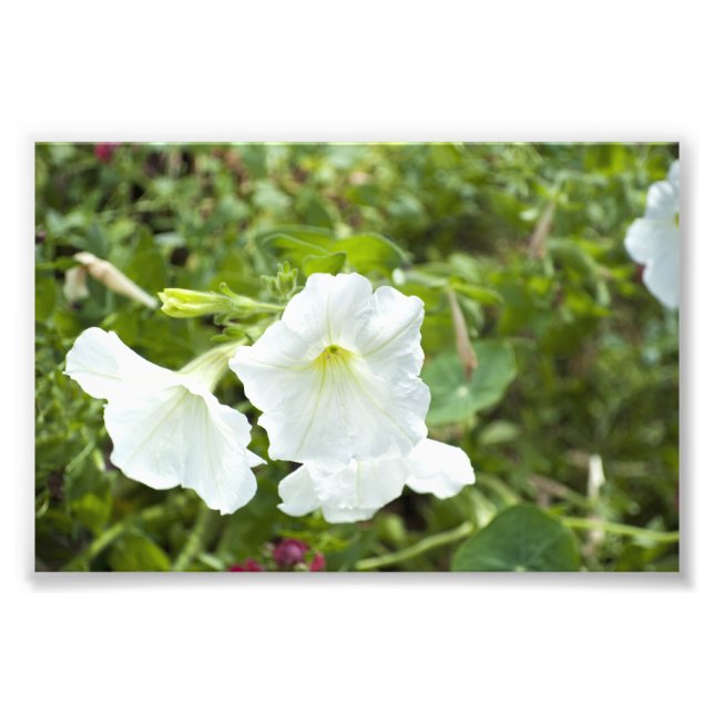 Reinheit im Hellen Fotodruck (Vorne)