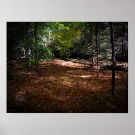 Reinigung in einem dunklen Wald Poster