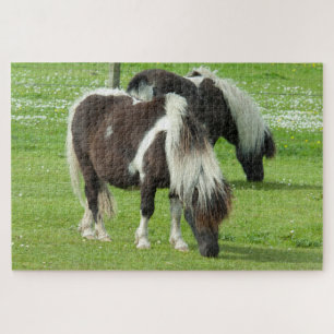Reinrassige Shetland Paint Ponys