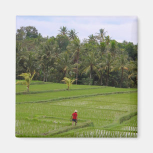Reis Paddys Ubud Bali Magnet