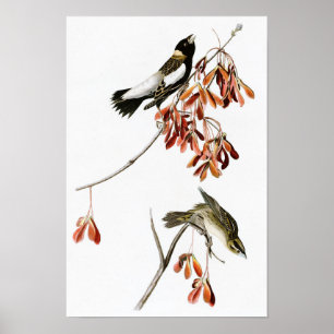 Reis-Vogel-John James Audubon-Vögel von Amerika Poster