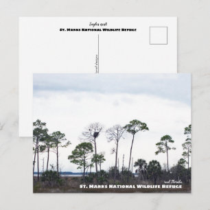Reise-   Florida - Adlerhorst, St. Markus Postkarte