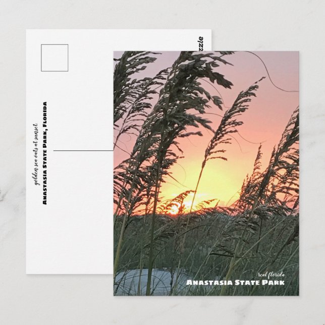 Reise-  | Florida - Anastasia Sea Oat Sunset Postkarte (Vorne/Hinten)