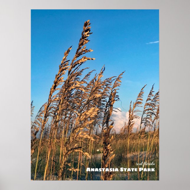 Reise-  | Florida - Anastasia Staat Park Sea Oats Poster (Vorne)