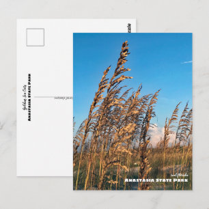 Reise-    Florida - Anastasia Staat Park Sea Oats Postkarte