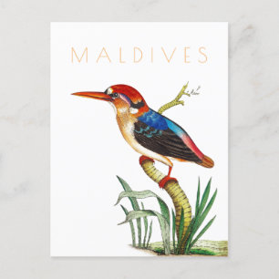 Reise in die Malediven tropischer Vogel Mitte des Postkarte