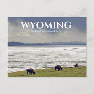 Reise nach Yellowstone-Nationalpark Bison Büffel Postkarte