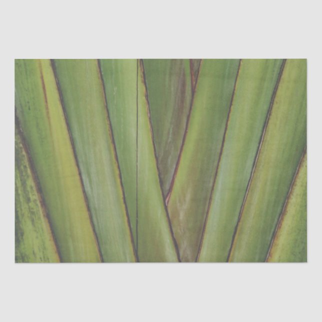 Reisende Palm Tissue Paper Seidenpapier (Vorderseite)
