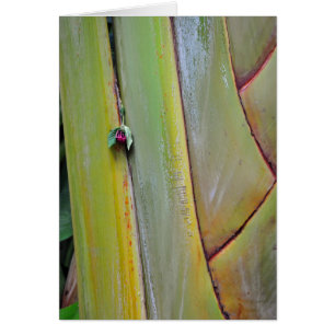 Reisende Palm Tree