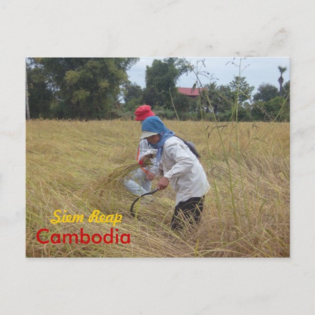 Reisernte auf Feldern außerhalb von Siem Reap Postkarte (Vorderseite)