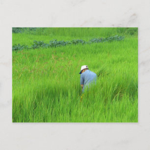 Reisernte in Waegwan, Southkorea Postkarte