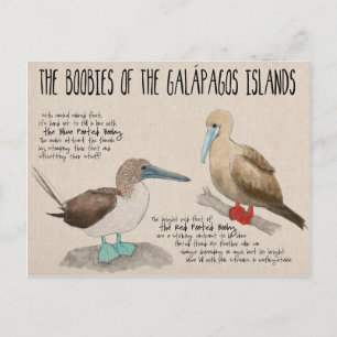Reiseskizze Postkarte: Vögel der Galapagos Postkarte