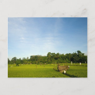 Reisfeld auf Bali Postkarte