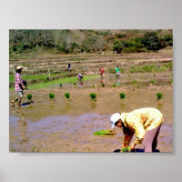 Reisfeld - Ilocos, Philippinen-Poster