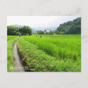 Reisfeld-Landschaft: Postkarte