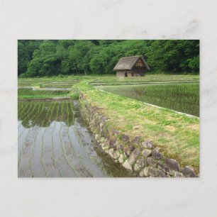 Reisfelder: Gifu, Japan Postkarte