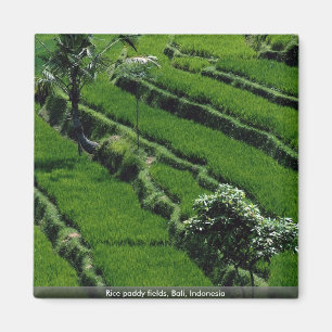 Reispaddyfelder, Bali, Indonesien Magnet