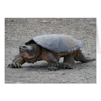 Reißende Schildkröte