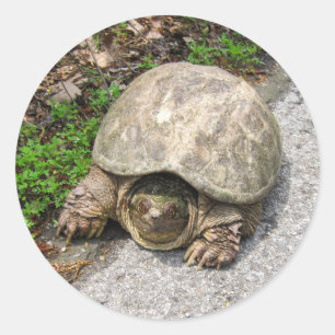 Reißende Schildkröte Runder Aufkleber
