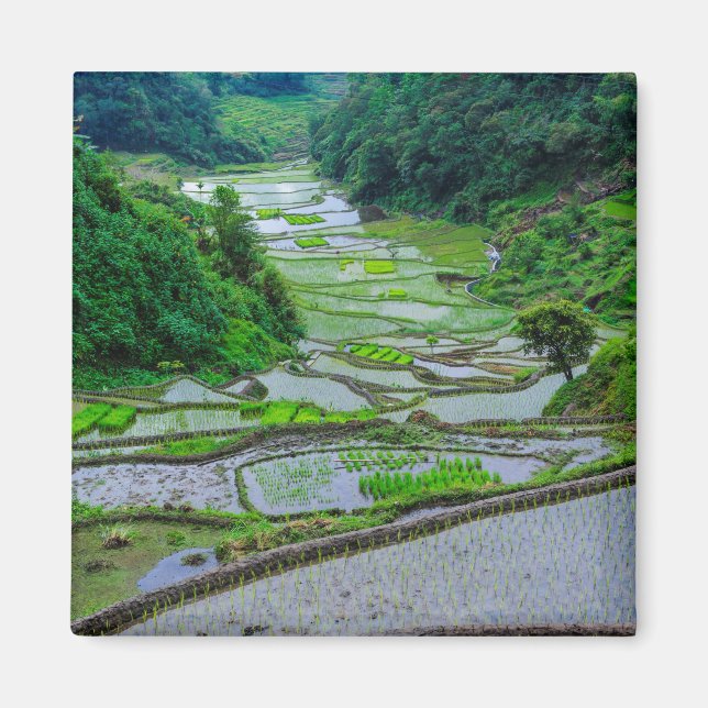 Reisterrassen von Banaue, Luzon Magnet (Vorne)