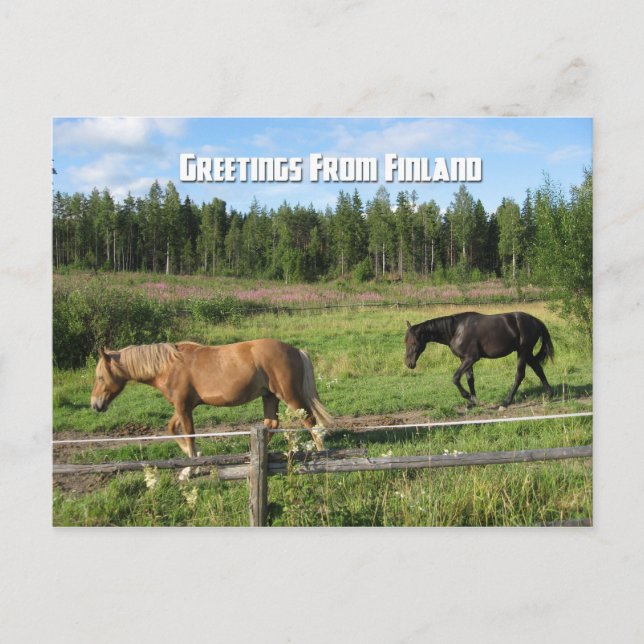 Reiten in der finnischen Landschaft Postkarte (Vorderseite)