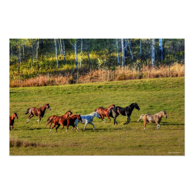 Reitende Reittier- und Reitwiesen Reittiere Foto Poster (Vorderseite)