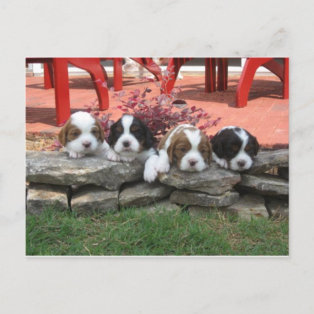 Reiter King Charles Spaniel Litter Postkarte (Vorderseite)
