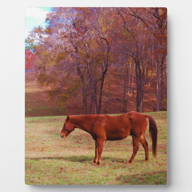 Reitpferd auf einem Grasfeld Fotoplatte (Vorderseite)