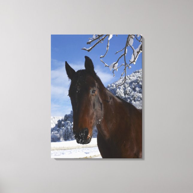 Reitpferd im Winter Leinwanddruck (Vorderseite)
