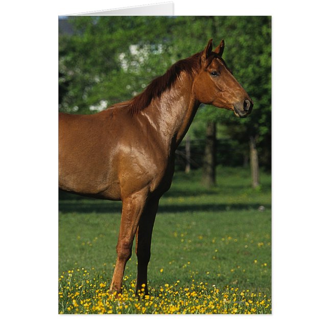 Reitpferd in Blume (Vorne)