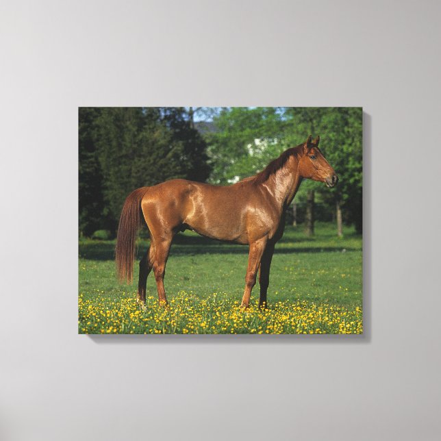 Reitpferd in Blume Leinwanddruck (Vorderseite)