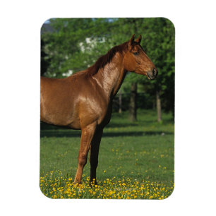 Reitpferd in Blume Magnet