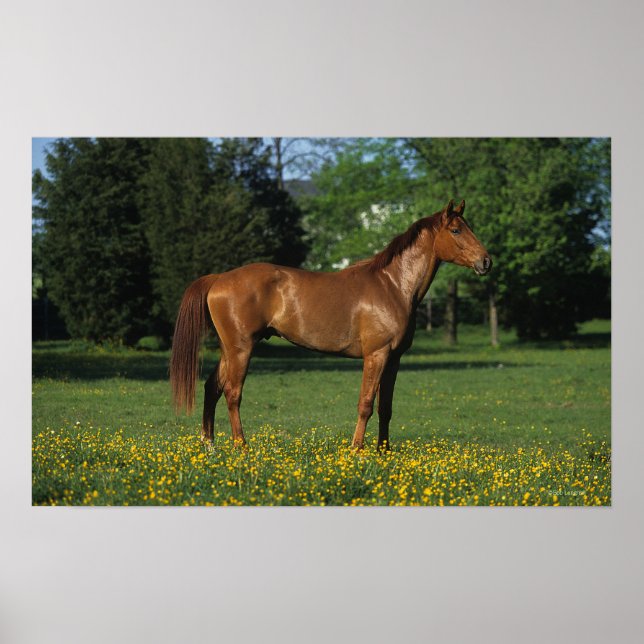 Reitpferd in Blume Poster (Vorne)